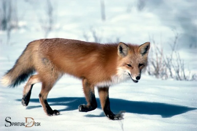 spiritual-meaning-of-fox-crossing-your-path-shift-energy