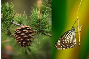 Spiritual Meaning of Pinecone & Butterfly