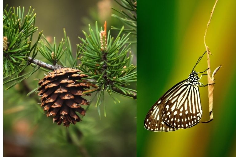 spiritual meaning of pinecone butterfly