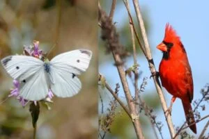 spiritual of cardinals and white butterflies sighting