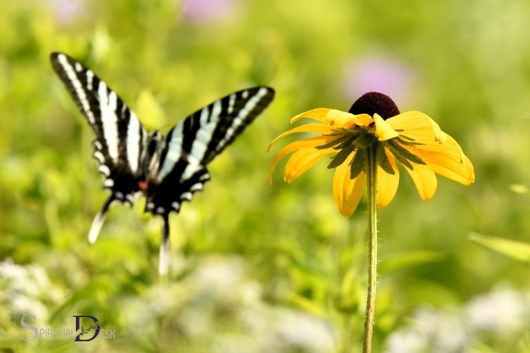 spotting female zebra swallowtail butterfly present spiritual meaning