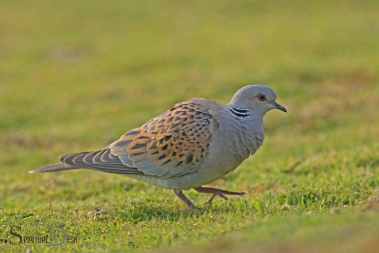turtle dove spiritual meaning