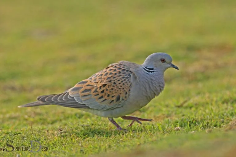 turtle dove spiritual meaning