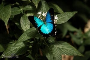 Ulysses Butterfly Spiritual Meaning: Freedom!