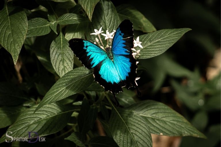ulysses butterfly spiritual meaning