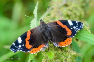 Vanessa Atalanta Butterfly Spiritual Meaning: Resurrection!