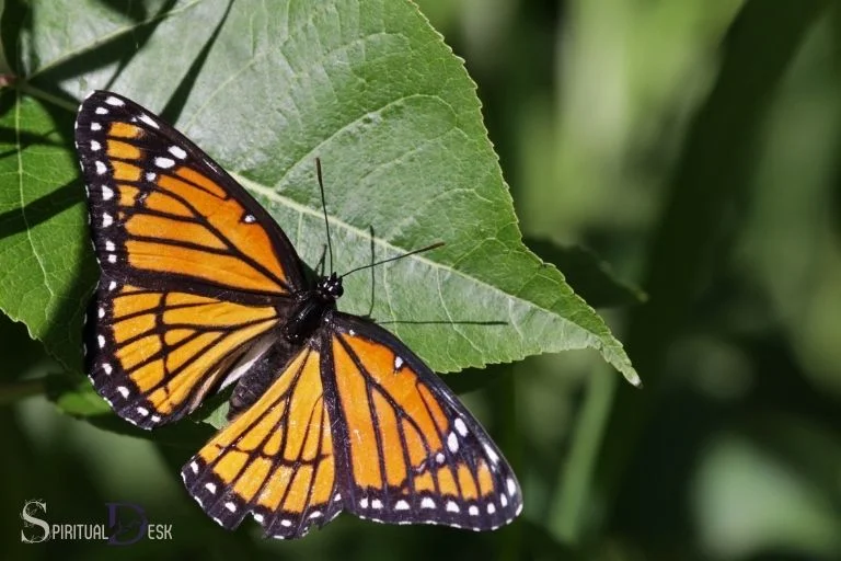 Viceroy Butterfly Spiritual Meaning