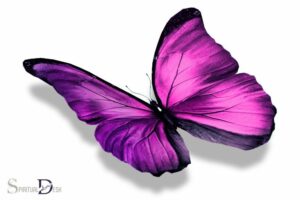 Violet Butterfly Spiritual Meaning: Creativity!