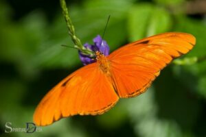 What Does a Orange Butterfly Mean Spiritually
