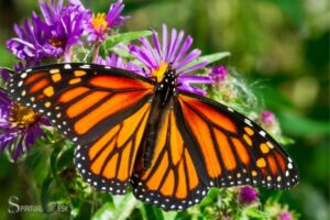 What Does Seeing a Monarch Butterfly Mean Spiritually
