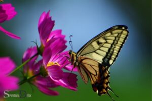 What is the Spiritual Meaning of Butterfly? Change!
