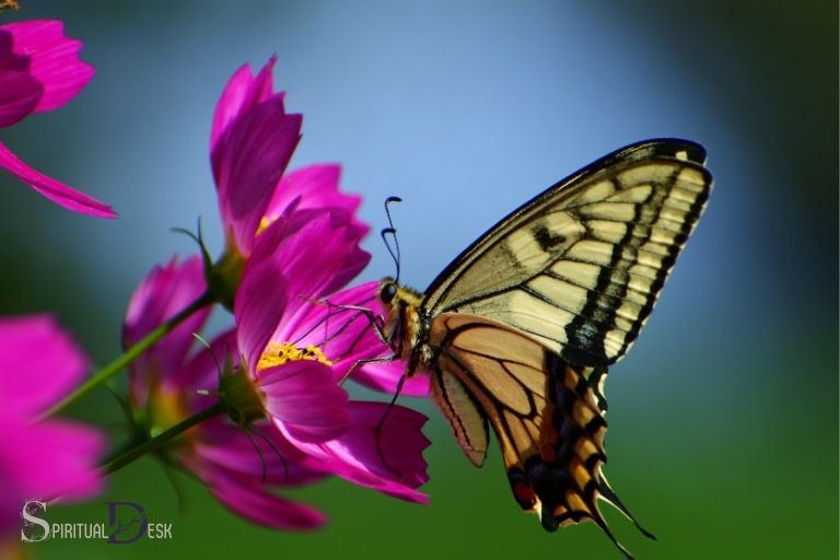what is the spiritual meaning of butterfly