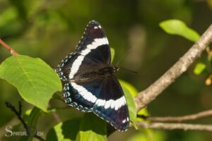 White Admiral Butterfly Spiritual Meaning: Protection!