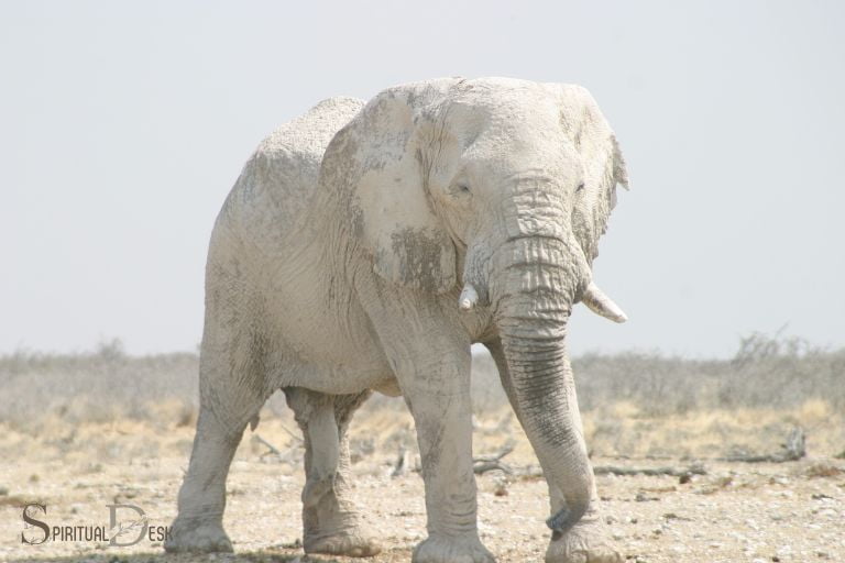 Elephant Symbolism Wedding