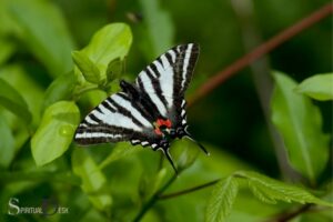 Zebra Swallowtail Butterfly Spiritual Meaning