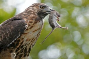 Spiritual Meaning of a Hawk Eating a Rat: Victory!