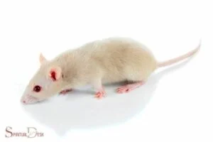 albino mouse spiritual meaning