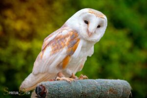 Barn Owl Spiritual Meaning: Mystery!