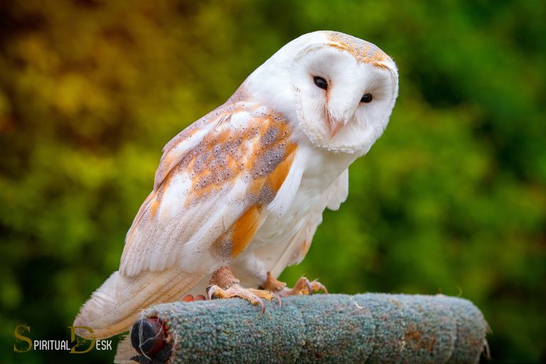 Barn Owl Meaning