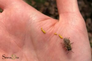 Bee Poop Spiritual Meaning: Personal Growth!
