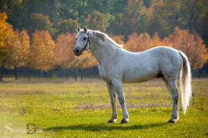 biography horses and spirituality