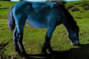 blue horse spiritual meaning