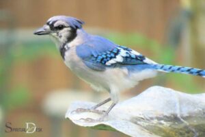 Blue Jay Spiritual Meaning