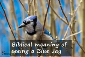 Blue Jay Spiritual Meaning Bible: Strength, Determination!