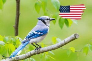 Blue Jay Spiritual Meaning Native American