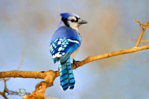 Blue Jay Spiritual Meaning of Twin Flame: Devotion!