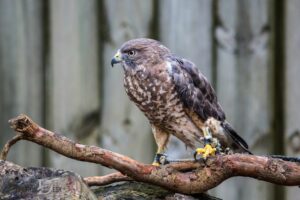 Broad Winged Hawk Spiritual Meaning: Messenger!