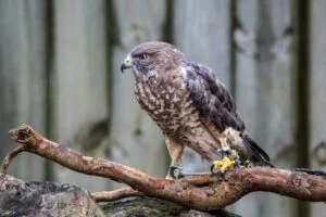 broad winged hawk spiritual meaning