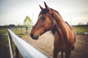brown horse spiritual meaning