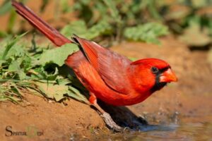 Cardinal Direction Spiritual Meaning Navajo: Stability!