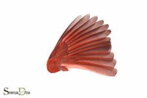Cardinal Feather Spiritual Meaning