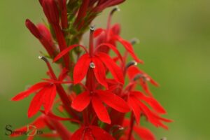 Cardinal Flower Spiritual Meaning: Determination!
