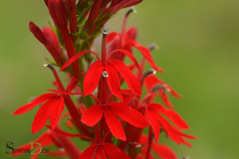 cardinal flower spiritual meaning