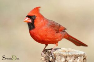 Cardinal Spiritual Vitality Fire