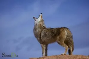 coyote american indiam spirituality