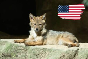 Coyote Native American Spirituality: Wisdom!