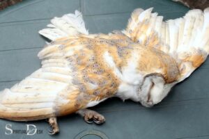 Dead Owl Spiritual Meaning: Wisdom!