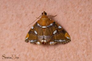 Death Head Hawk Moth Spiritual Meaning: Transformation