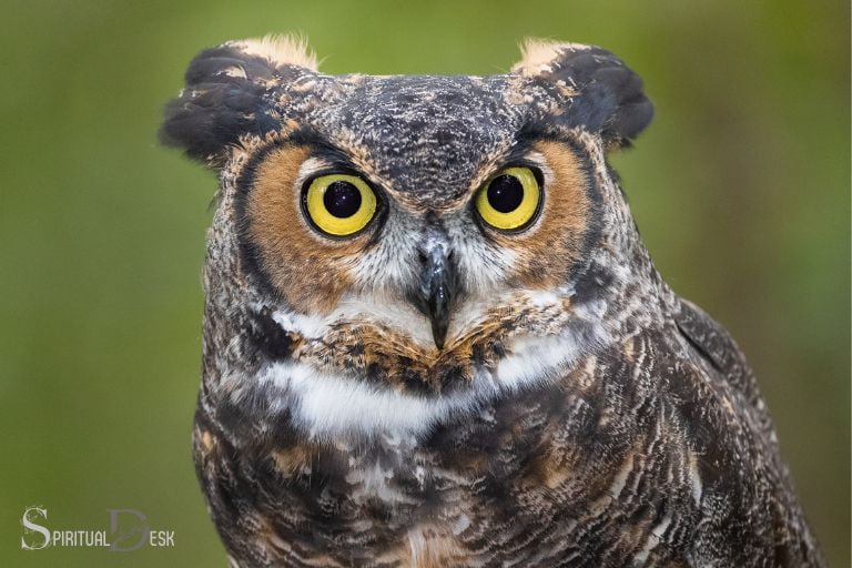 What is the Great Horned Owl Spiritual Meaning