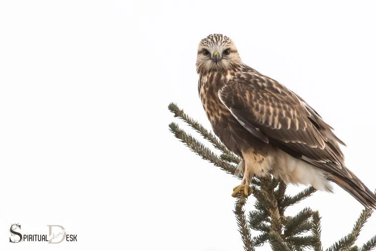 hawk celtic spiritual meaning