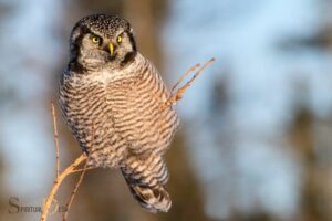 Hawk Owl Spiritual Meaning