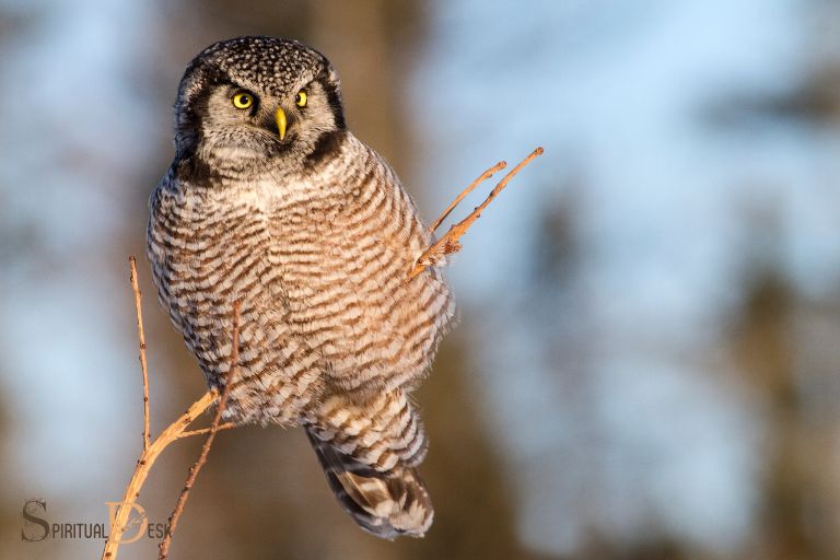 hawk owl spiritual meaning