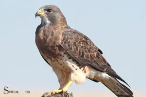 hawk spiritual meaning in different cultures