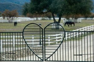 Horse Gate Spiritual Meaning: Power, Trust and Freedom!