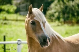 indian spiritual horse names