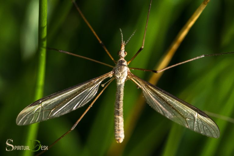 mosquito hawk spiritual meaning